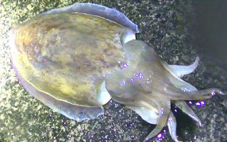 雨の中釣行、太刀魚、アオリイカ、コウイカ、メバル、タコ